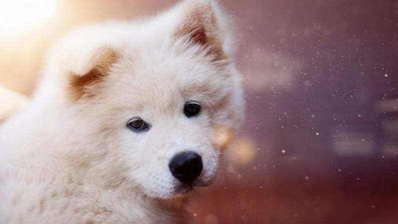 Chó Husky Siberian với đôi mắt xanh quyến rũ và bộ lông dày, biểu tượng của vẻ đẹp hoang dã trong số các loại chó đẹp nhất thế giới